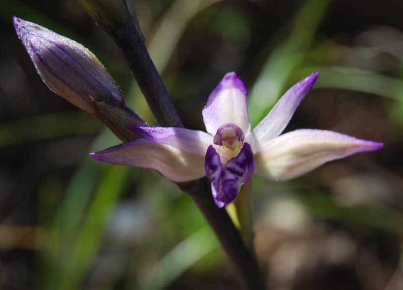 Troina sfida la Sicilia occidentale